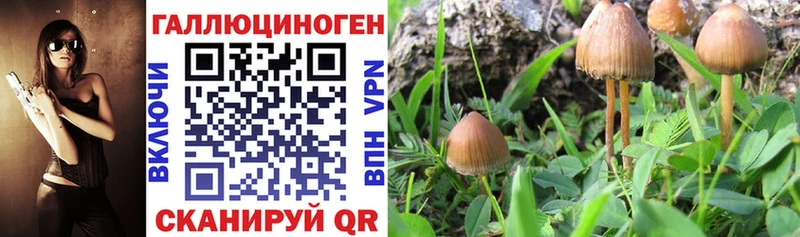 Галлюциногенные грибы мицелий  Цоци-Юрт 